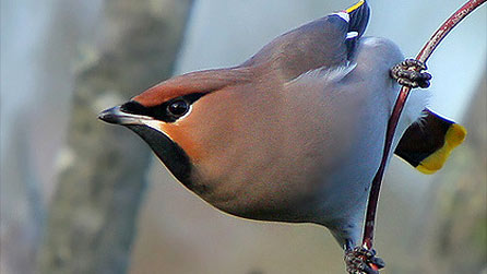 A 2010 waxwing visitor to Wales taken by Mike Warburton