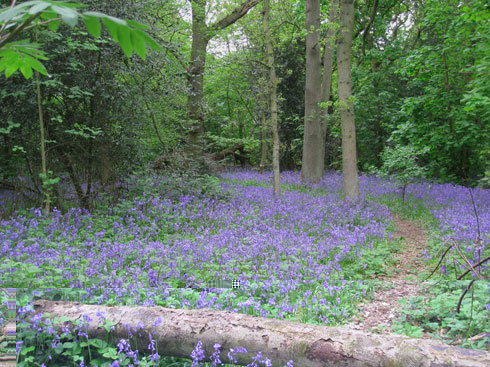 Bluebell wood