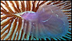 Coral devorando água-viva