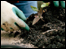 A person digging in the soil