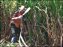 Brasil seria o país mais competitivo na produção do açúcar