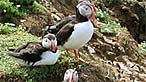 Skomer island