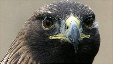 Golden Eagle c/o Iain Erskine