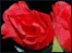 artificail roses