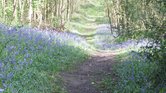Bluebell avenue... Bluebell avenue...