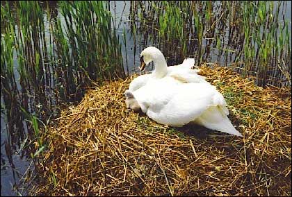 Swan and cygnet on Droitwich canal by Tom Bell