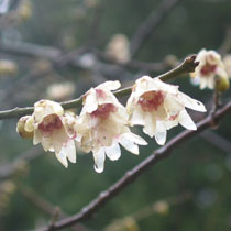 Chimonanthus praecox