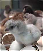 Baby chicks hatching