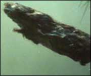 Water vole swimming in the river