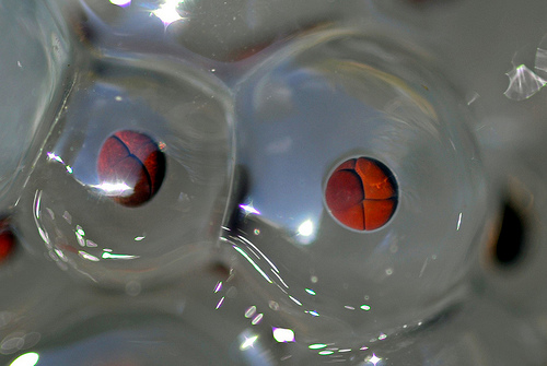 Frogspawn macro with cells dividing by Andy Richardson