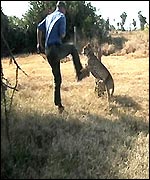Simon King is attacked by a cheetah