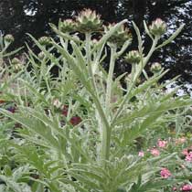Cynara cardunculus Scoylmus Group