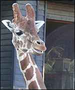 Giraffe