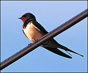 A swallow perched on a power line