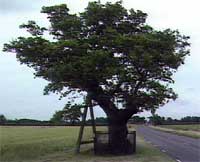 oak tree.