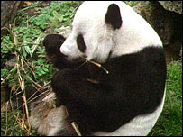 A giant panda using its paws to eat