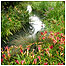 Wetland habitat c/o London Wetlands Centre and WWT