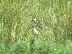 Common Crane at Lakenheath © Michael Scott