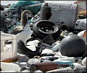 A bird surrounded by rubbish