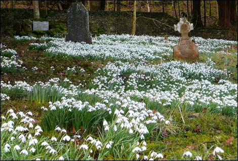Snowdrops at Setmurthy Church (near Cockermouth.) Picture by Trevor Earthy.