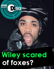 Wiley scared of foxes?