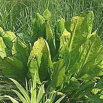 Lysichiton americanus
