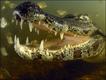 Foto: Marcelo Krause/Veolia Environment Wildlife Photographer of the Year 2010