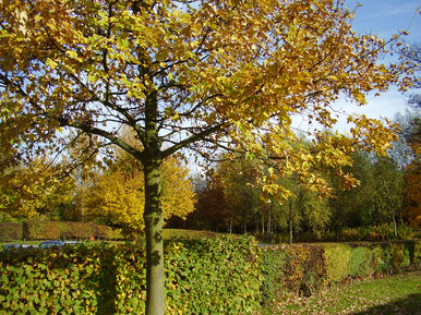 Autumn dreams