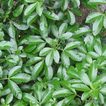 Choisya ternata