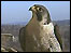 Peregrine Falcon on Derby Cathedral