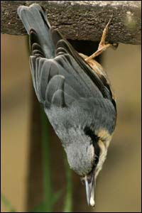 Nuthatch