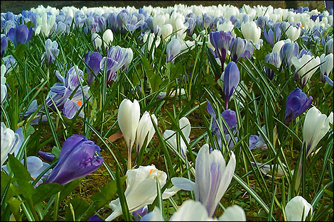 Crocuses in Matlock | Rob Fryer