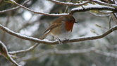 Rockin' robin... Rockin' robin...
