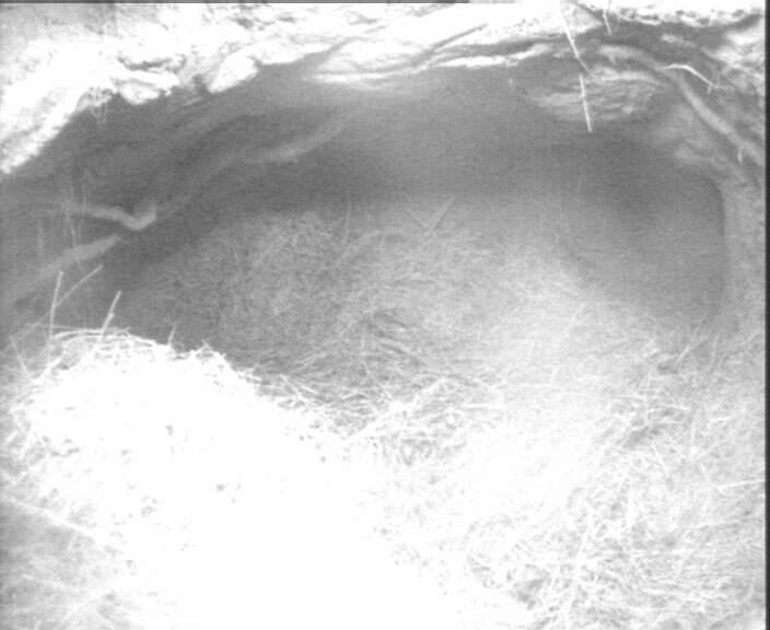 Badger cam