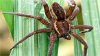 Fen raft spider by Mike Davies