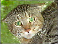 بلونگڑوں کا باپ