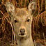 Chinese Water Deer