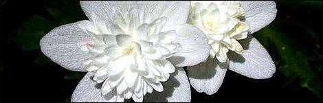 Anemone Nemorosa
