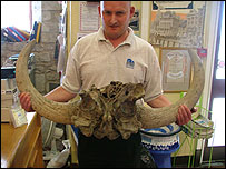 The auroch skull at Southampton Maritime Museum