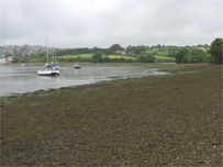 Beach Clean in Penryn