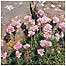 Plant (Image c/o Northern Ireland Tourist Board