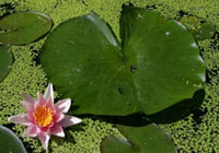Water Lillies