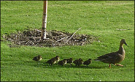 York Uni ducks waddle round the campus