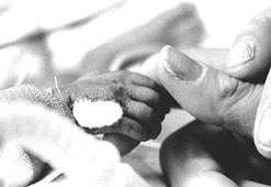The tiny hand of a premature baby grips its mother's