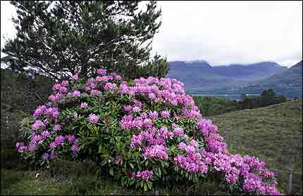 rhododendron image, courtesy of Scottish Natural Heritage