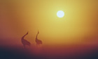Red-crowned cranes silhouetted against bright sunrise ©Charlotte Scott