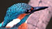 Click to enlarge