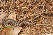 Adder