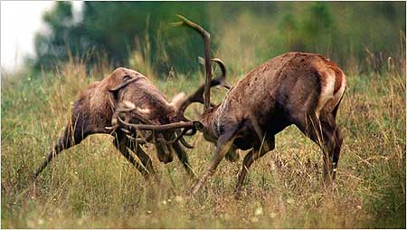 Rutting deer c/o AP Images