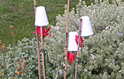 Coffee cups protect prized tulips